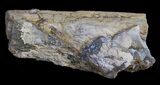 Unpolished Petrified Wood Limb - Blue Forest #6222-1